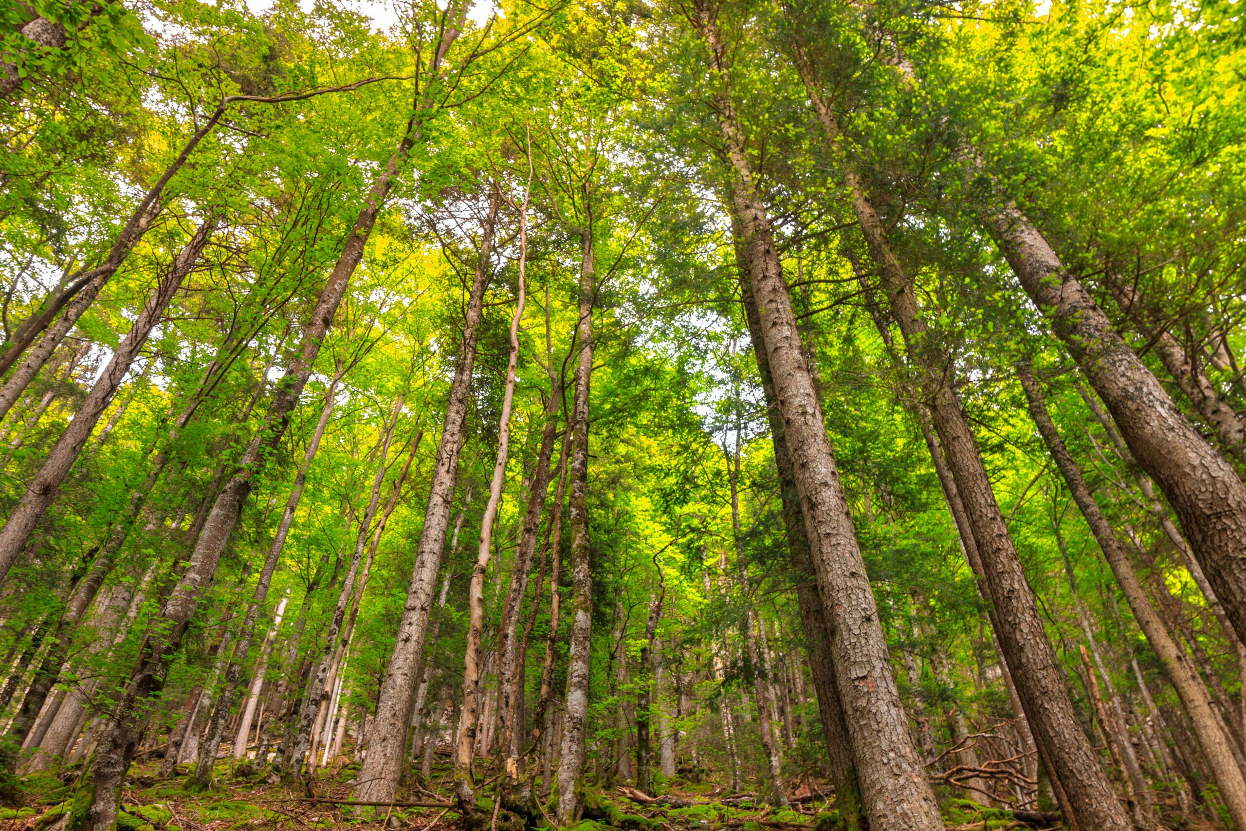Wald